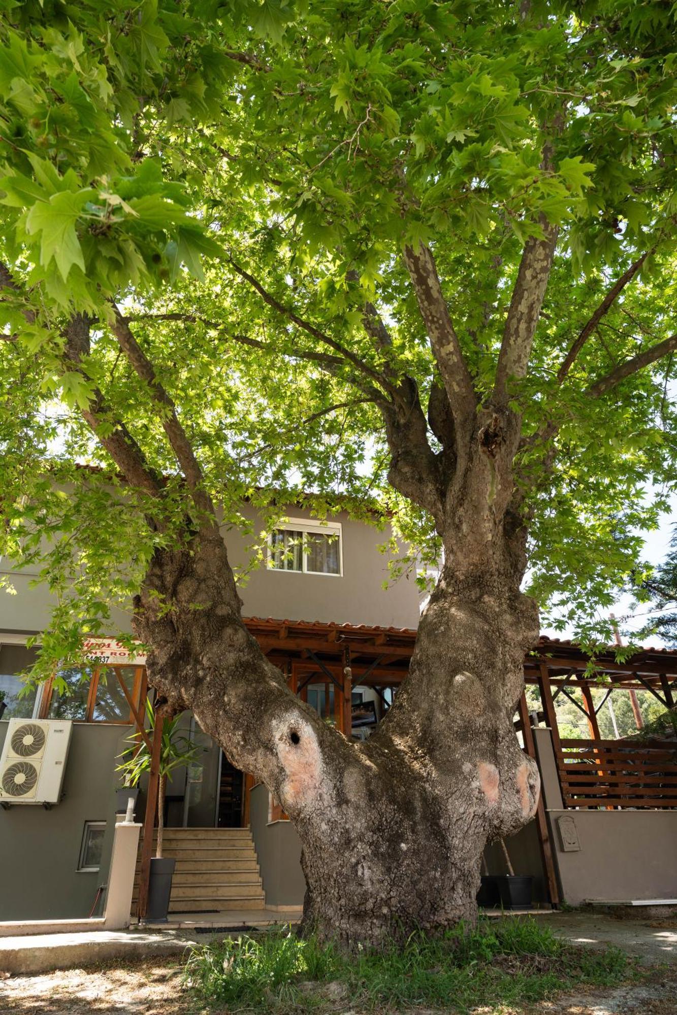 Kipos Resort Néa Péramos Extérieur photo